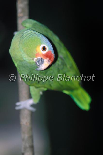 amazona autumnalis.JPG - Amazona autumnalisAmazone diadèmePsittaciformes, PsittacidaeRed-lored ParrotMexique